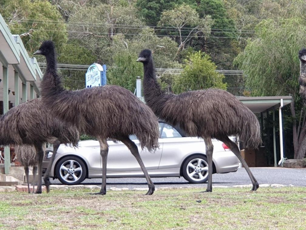 Halls Gap Motel Екстер'єр фото