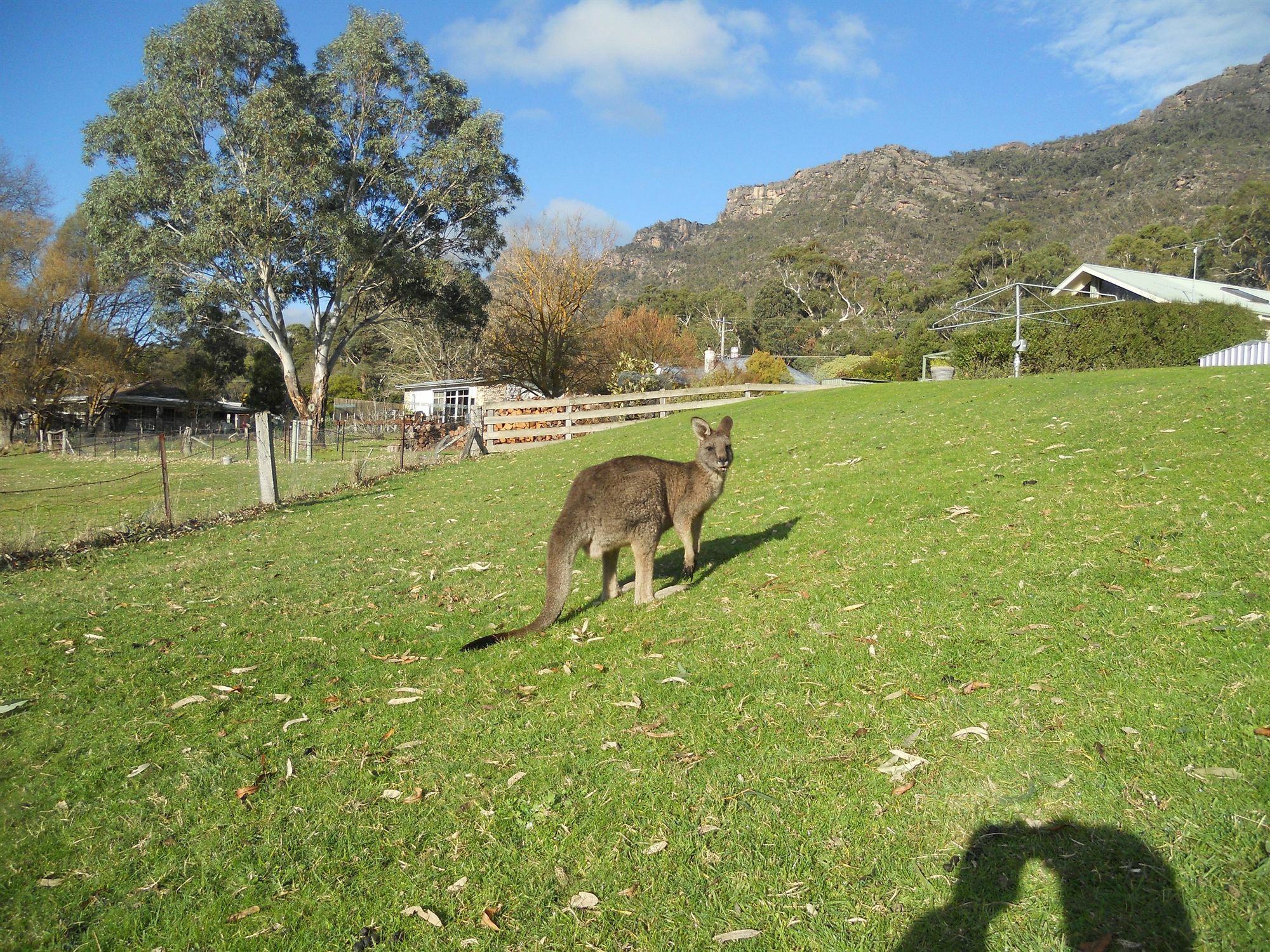 Halls Gap Motel Екстер'єр фото